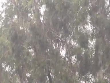 कैंपियरगंज: कैंपियरगंज पीपीगंज जंगलकौड़िया समेत तमाम जगहों से गुजरने वाली राप्ती नदी सहित तमाम नदियों का बढ़ा जल स्तर, किया गया अलर्ट