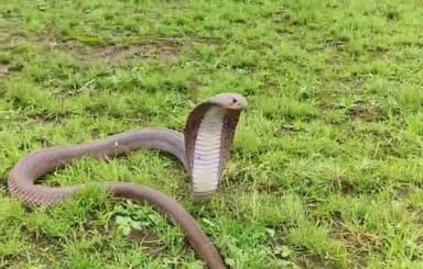 समुद्रपूर: मोहगांव येथे घरात दहशत निर्माण करणाऱ्या साप‌‌‌ सर्पमित्राने जेरबंद करुन सुखरूप सोडले जंगलात