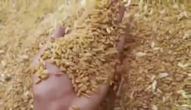 मोहन बड़ोदिया: मोहन बड़ोदिया कृषि उपज मंडी में 50 बोरी सोयाबीन की आवक हुई 4450 रुपए क्विंटल बिका सोयाबीन