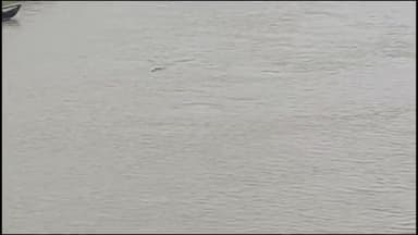 हनुमाननगर: हायाघाट प्रखंड के अकराहा पुल के पास बागमती नदी में दिखाई दिया मगरमच्छ, लोगों में डर का माहौल