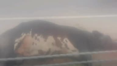 नरवल: सलेमपुर मोड़ के समीप अज्ञात वाहन की टक्कर से एक मवेशी गंभीर रूप से हुआ घायल, पशु चिकित्सा अधिकारी को दी गई सूचना