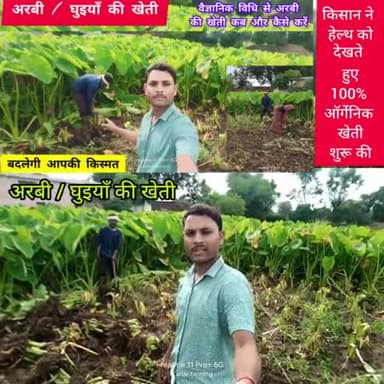 अरबी/घुइयाँ की खेती - वैज्ञानिक विधि से अरबी की खेती कब और कैसे करें | arbi ki kheti |#kartarfarming