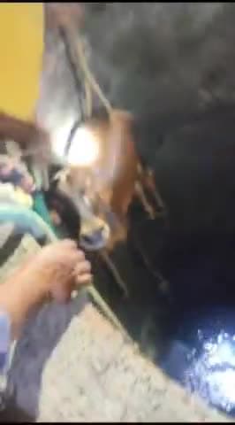 दलौदा: गांव दलौदा रेल में गाय कुएं में गिरी, गांव वालों ने सुरक्षित निकाला बाहर