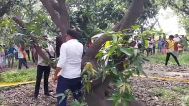 कोल: आमा मदापुर में आम के बाग में लटका मिला बाग की रखवाली करने वाले युवक का शव, जांच में जुटी पुलिस