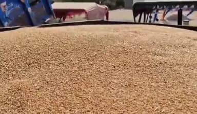 शाजापुर: शाजापुर कृषि उपज मंडी में सोयाबीन के दाम में आई गिरावट, गेंहू के दाम में हुई वृद्धि