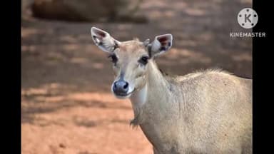 नैनवां: बामनगांव के पास श्वानों के हमले से नीलगाय की हुई मौत