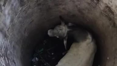 पूरनपुर: गांव माधोपुर इटोरिया में कुएं में गिरे नंदी बाबा, पुलिस ने जेसीबी की मदद से निकलवाया