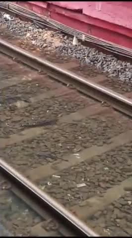 पीलीभीत में रेल्वे स्टेशन के  ट्रैक पर तैरती  दिखाई दीं मछलियां