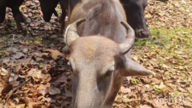 गोहपारु: खन्नौधी गांव में मवेशियों का अवैध परिवहन करते दो आरोपियों को पुलिस ने पकड़ा पशु क्रूरता अधिनियम के तहत की कार्यवाही