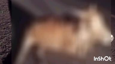 ग्यारसपुर: विदिशा ग्यारसपुर नेशनल हाईवे 146 ओलिंजा के पास मोटरसाइकिल गाय से टकराने से मोटरसाइकिल चालक हुआ गंभीर रूप से घायल