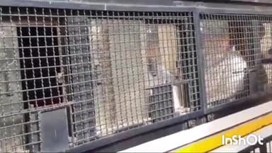 कासगंज: गौवध निवारण अधिनियम में दोषी 2 अभियुक्तों को जिला न्यायालय में सुनाई गयी सजा, जुर्माना भी लगाया