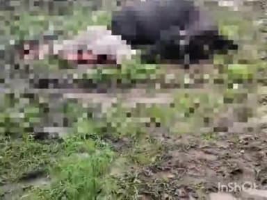 बल्देवगढ़: रजपुरा गांव में आकाशीय बिजली गिरने से एक महिला एवं एक भैंस की हुई मौत