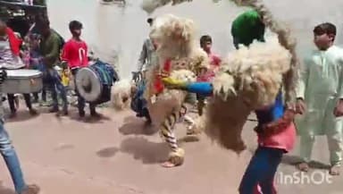 राजनांदगांव: शहर के दिग्विजय कॉलेज के पास और अन्य क्षेत्रों से मोहर्रम के अवसर पर निकले मन्नती शेर,लोगों की उमड़ी भीड़