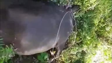 रामगढ़ चौक: रामगढ़ चौक थाना क्षेत्र अंतर्गत खड़कवारा गांव में करंट की चपेट में आने से दुधारू पशु की हुई मौत