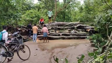 कोंडागांव: बड़े कनेरा मार्ग स्थित बल्लारी नाला पुल पर विशालकाय वट वृक्ष गिरने से मार्ग हुआ बाधित, स्कूली बच्चे फंसे