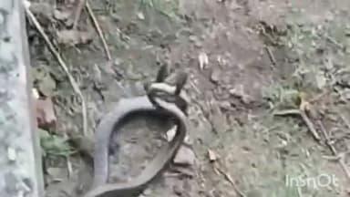 कासगंज: कासगंज के नगला जोर में खेत में सांप के जोड़े का अठखेलियाँ करते वीडियो वायरल, ग्रामीणों की लगी भीड़