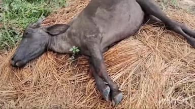 एकंगरसराय: गौरव चक गांव में विद्युत प्रवाहित तार में आने से एक भैंस की हुई मौत