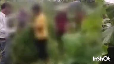 त्योंदा: ग्राम कोलुआ के जंगल में बाघ ने गाय पर किया हमला गाय हुई जख्मी