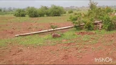 सिमरिया: पन्ना: रमपुरा ग्राम के पास जंगल में विद्युत पोल के तार में करंट की चपेट में आजाने से सात नग गौवंश की हुई दर्दनाक मौत