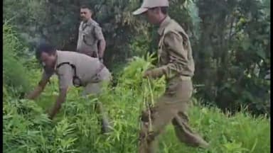 पाटी: रीठा साहिब पुलिस ने भांग की खेती करने पर बिनवाल गांव में दो लोगों के खिलाफ की कार्रवाई, भांग की खेती की नष्ट