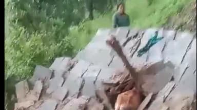 पाटी: ग्रामसभा गोली के मंगलपुर में गौशाला ढहने से दुधारू गाय व बछड़ा गंभीर रूप से हुए घायल