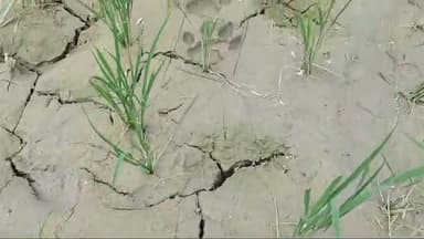 चनपटिया: बेतिया के चनपटिया में बाघ के पद चिह्न मिलने से ग्रामीणों में दहशत का माहौल, रेस्क्यू में जुटा वन विभाग