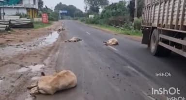 बाबई: ग्राम कोठरिया में तेज़ रफ़्तार ट्रक की चपेट में आकर 4 गौवंशों की हुई मौत