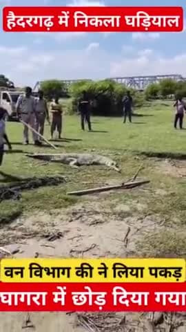 #हैदरगढ़ स्थित खुशहाली केंद्र के पीछे नहर के पानी में आया घड़ियाल मौके पर लोगों की भारी भीड़ वन विभाग की टीम पकड़ा घड़ियाल