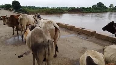 #आचार्य रजनीश "ओशो" की जन्म भूमि गाडरवारा की ओर जाती- स्वामी की दंडवती यात्रा गौमाता व नंदी को करते दंडवत प्रणाम डा०आशुतोष बाबा#