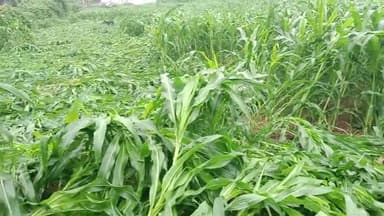 #बन्दरगढ़ा हवा और पानी से गिरी मक्का की फसल