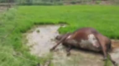 बारा: जोखनई गांव में खेतों में घास चरने गई गाय की संदिग्ध परिस्थितियों में हुई मौत, जांच में जुटी पुलिस