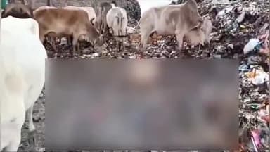 शाजापुर: शाजापुर में गाय को कुत्तों ने किया गंभीर घायल, गाैरक्षा सेना ने किया गाय का उपचार