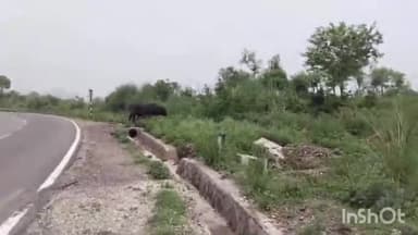 स्वारघाट: स्वारघाट के साथ लगते मोडू गरामोड़ा में आवारा गोवंश से किसान परेशान, प्रशासन से की समाधान की मांग