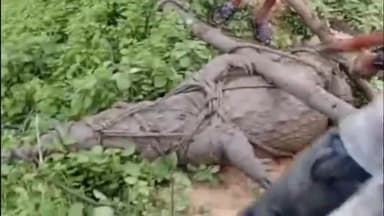 बिसवां: केदारपुर गांव में पहुंचे मगरमच्छ को वन विभाग की टीम ने पकड़कर सुरक्षित शारदा नहर में छोड़ा