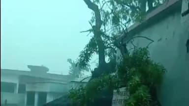 बिसवां: सदरपुर कंपोजिट विद्यालय पर अचानक गिरा भारी भरकम नीम का पेड़, बाल-बाल बचे बच्चे