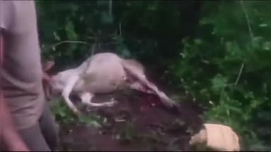 कटंगी: देवरी और जड़खरीद में वन्य प्राणी बाघ ने भैंस और बछड़े का किया शिकार, हुई मौत