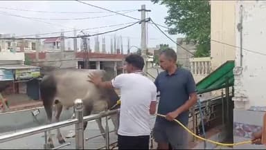 करौली: नगर परिषद की लापरवाही आमजन को भारी इंद्रा कालोनी में घर की छत पर चढ़ा सांड मचाया उत्पात, लोगों में हुआ भय माहौल