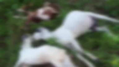 फतेहपुर: गाजीपुर के लमेहटा गांव में आकाशीय बिजली गिरने से तीन बकरियों की हुई मौत