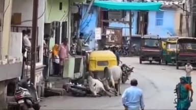 शाजापुर: शाजापुर के किला रोड पर आवारा सांडों में हुई लड़ाई, सड़क किनारे खड़े कई दो-पहिया वाहन हुए क्षतिग्रस्त