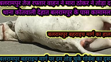 बलरामपुर समाचार तेज रफ्तार वाहन ने मारा गोवंश को ठोकर मौके पर हुई मौत मामला बलरामपुर थाना कोतवाली देहात के पास का मामला है जहां पर सड़क पर मृतक गोवंश पड़ा हुआ वैसे जनपद में मुख्यमंत्री जी के आगमन के समय जिला प्रशासन इन छुट्टा गोवंशों को हटा