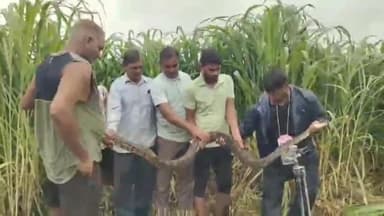 पुष्कर: पुष्कर के पास स्थित फार्म हाउस में निकला करीब 8 फीट लंबा रॉक पाइथन सांप, कोबरा टीम को किया गया सूचित