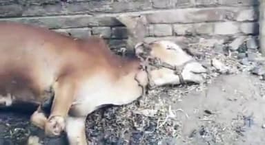 समुद्रपूर: कवठा येथे गोठ्याला आग लागून २ बैल एक गाय व वासरू ठार शेतकऱ्याचे ४ लाख रुपयांचे नुकसान: