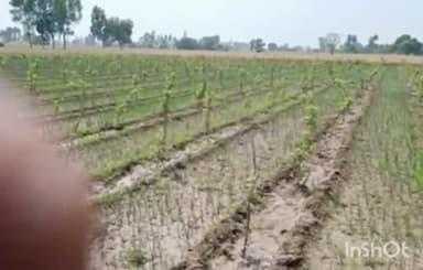 ਐਸਏਐਸ ਨਗਰ ਮੁਹਾਲੀ: ਅਮਰੂਦ ਬਾਗ ਘੁਟਾਲਾ ਮਾਮਲੇ ਵਿੱਚ ਈਡੀ ਵੱਲੋਂ ਵੱਡੀ ਕਾਰਵਾਈ ਪਿੰਡ ਬੰਕਰਪੁਰ ਦੇ ਲੋਕਾਂ ਤੋਂ ਅੱਜ ਪੁੱਛਗਿੱਛ ਸ਼ੁਰੂ ਘਰ ਦਿੱਤੀ ਗਈ