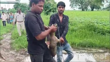 सिरोंज: सांकला से सर्प मित्र व वनविभाग ने जंगली जानवर का किया रेस्क्यू,दहशत में थे ग्रामीण