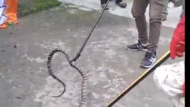 चम्पावत: सिमल्टा में दुर्लभ प्रजाति के सांप किंग कोबरा को वन विभाग ने किया रेस्क्यू, आंगन में पहुंच गया था कोबरा