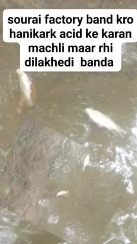 gram dilakhedi mai staf daim gela nala mai factary ke pani se machhli mar rahi krapa kar sourai factaryband karo #chotu