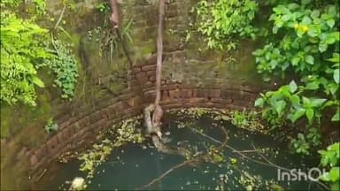 विष्णुगढ़: विष्णुगढ़ के उपरैली मुरगांव में कुएं में गिरा विशालकाय अजगर, सर्पमित्र ने रेस्क्यू कर सुरक्षित निकाला बाहर