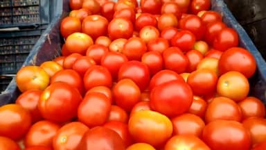 आज भाटापारा सब्जी मंडी में टमाटर 500 रू कैरेट बिक्री हुआ है आपका अपना सब्जी मंडी भाटापारा#भाटापारा