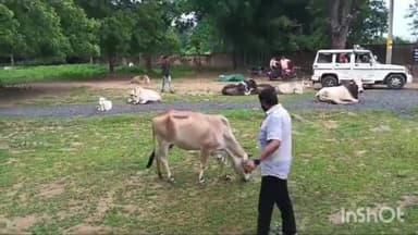 सिरोंज: नपा CMO व स्वास्थ्य अधिकारी पर अधिवक्ताओं ने न्यायालय परिसर में मवेशी व कुत्ते छोड़ने का लगाया आरोप,थाने में दिया आवेदन