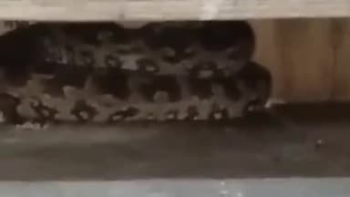 करछना: नैनी के एक घर में अचानक घर में घुसकर बैठा मिला अजगर,लोगों की मदद से बोरे में भरकर जंगल में छोड़ा गया